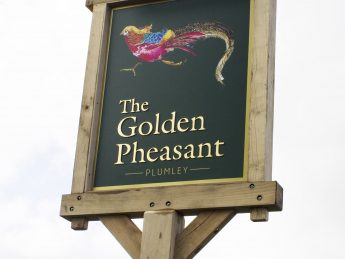 Golden-Pheasant-Pictorial